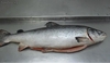 salmon fresco