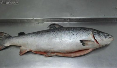 Salmon Atlantico ( salmon salar ) - Jibia o Sepia