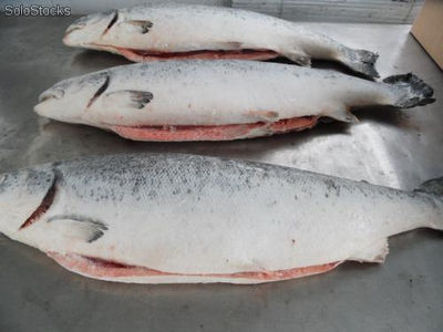 Salmon Entero, Filetes (Fresco y Congelado) - Foto 3