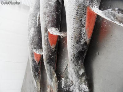 Salmon Entero, Filetes (Fresco y Congelado) - Foto 4