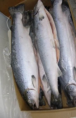 Saumon d&amp;#39;Atlantique, Salmon HOG, Salmon fillet - Photo 2