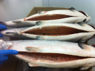 Saumon d&amp;#39;Atlantique, Salmon HOG, Salmon fillet - Photo 5