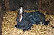 Secante higienizante cama para caballos