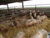Secante higienizante cama para granjas de cerdos