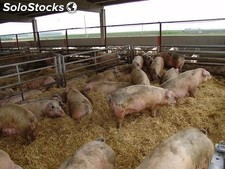 Secante higienizante cama para granjas de cerdos