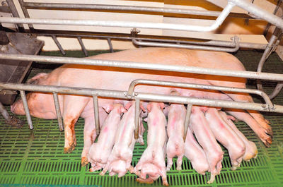 Secante higienizante cama para granjas de cerdos - Foto 2