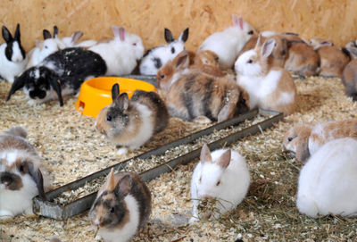 Secante higienizante cama para granjas de conejos