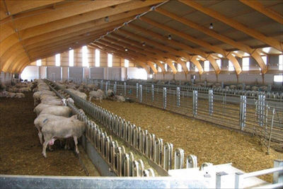 Secante higienizante cama para ovejas