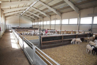 Secante higienizante cama para ovejas - Foto 2