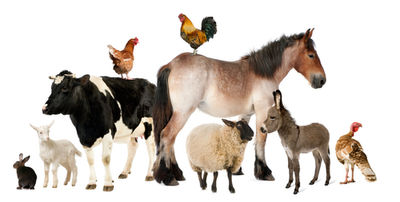 Sel pour alimentation animale ou Sel agricole