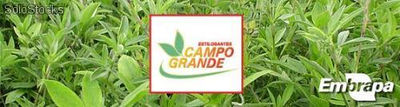 Semente para pastagem - Estilosantes Campo Grande 