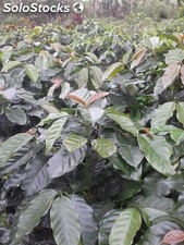 semilla de cafe variedad catimor resistente a roya