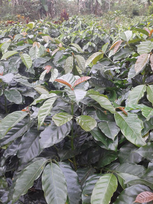 semilla de cafe variedad catimor resistente a roya