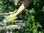 Semilla de cratylia argentea - Foto 2
