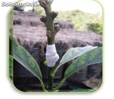 Semillas de aguacate Antillana en tallo, clonadas y germinadas