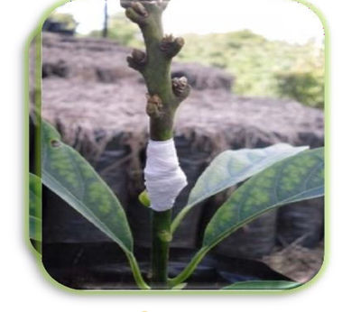 Semillas de aguacate Antillana en tallo, clonadas y germinadas