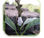 Semillas de aguacate Antillana en tallo, clonadas y germinadas - 1