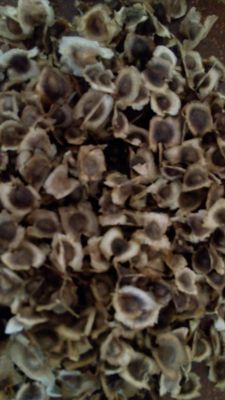 semillas de moringa - Foto 2