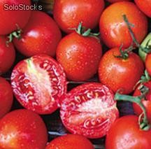 Semillas Tomate Tártaro