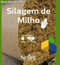 Silagem de milho