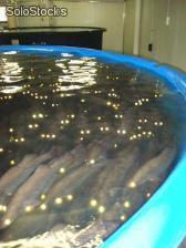 Sistema superintensivo de cria de mojarra tilapia - Foto 2