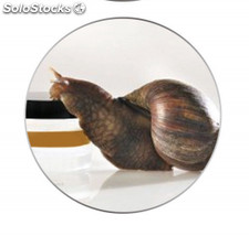Snail Mucus