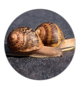 Snails - Foto 2