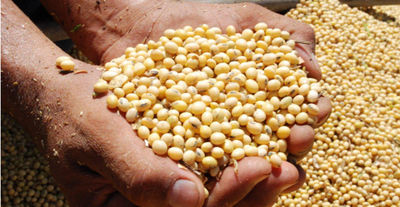 Soja origen brasil, soybean gmo - Foto 2
