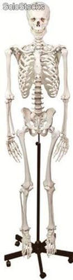 Squelette humain 170 cm