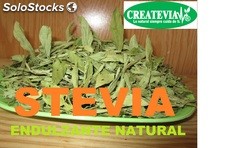 Stevia hojas