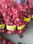 Świeża holland czerwona cebula w torebkach siatkowych - Zdjęcie 2