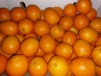 Świeże pomarańcze z Egiptu