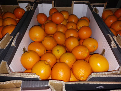 Świeże pomarańcze z Egiptu - Zdjęcie 2