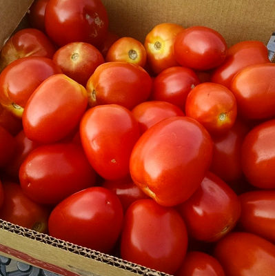 Świeże pomidory - Zdjęcie 4