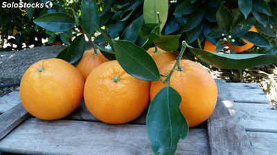 Table mixte et de mandarine 10 kg - Photo 2