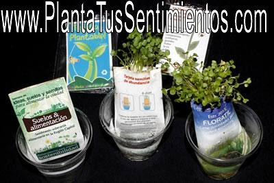Tarjeta con plantas que germina en agua: publicidad y marketing - Foto 2