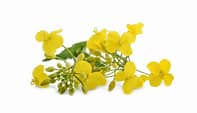 Technical rapeseed oil for sale