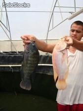 tecnología para cria de trucha y tilapia organica