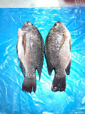 Tilapia poisson congelé entier [Boite de 4KG] - Evidé et écaillé 600gr à 800gr - Photo 2