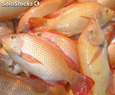 Tilapia Roja Entera