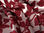 Tkanina zasłonowa ornament - liście bordo - 1