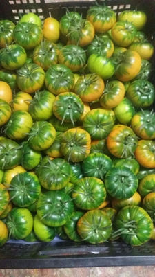 Tomate raf - Foto 2