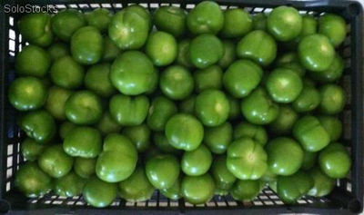 Tomate verde y repollo para exportación - Foto 2