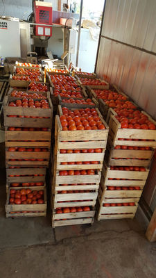 Tomates - Foto 2