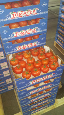 Tomates - Photo 2