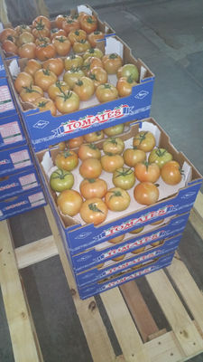 Tomates - Photo 3