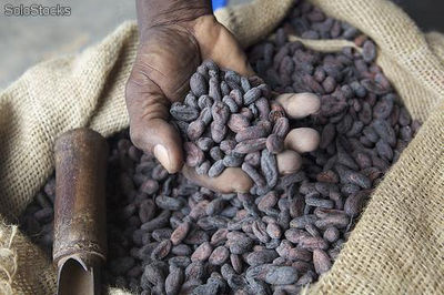 tonnellate di cacao in vendita
