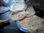 Tortillas de harina caseras para burrito 100% originales - Foto 2