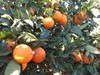 Tratamiento desinfección para campos y plantones de naranjo