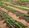Tratamiento para plantación de hortalizas